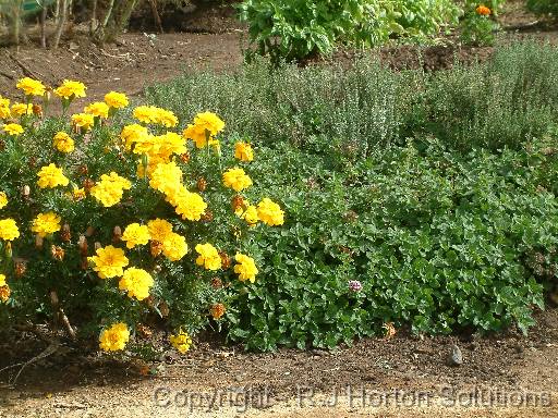 Companion planting 